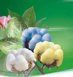 彩棉的特性